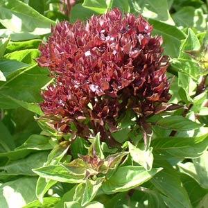 Basil Cardinal - Bloom