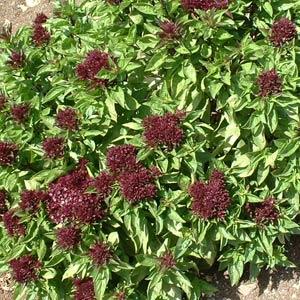 Basil Other Cardinal - Garden