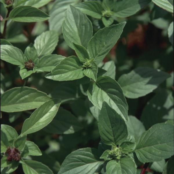 Basil Cinnamon - Bloom