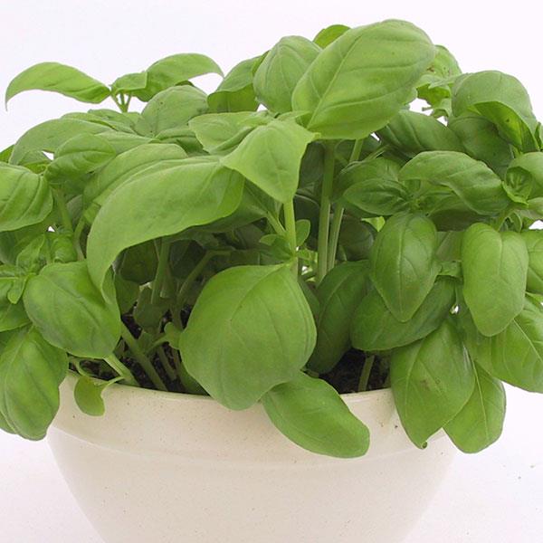 Basil Genovese - Bloom