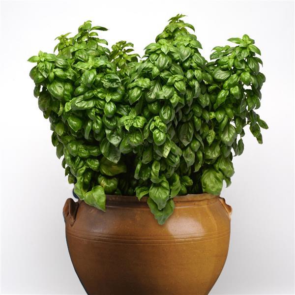 Basil Other Genovese - Container