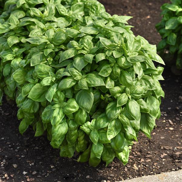 Basil Other Genovese - Garden
