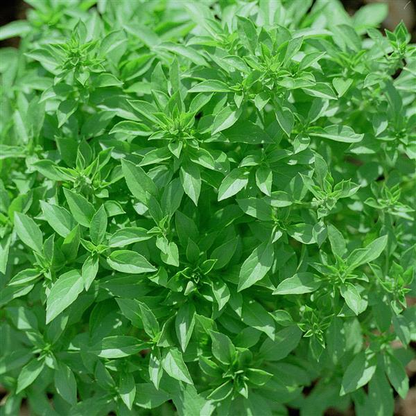 Basil Greek - Bloom