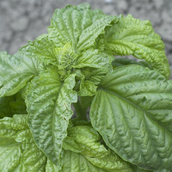 Basil Lettuce-Leafed - Bloom