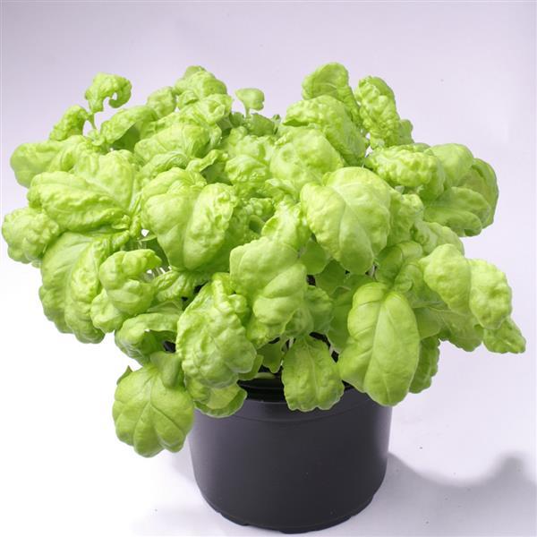 Basil Other Lettuce-Leafed - Container