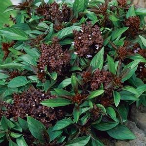 Basil Other Siam Queen - Bloom