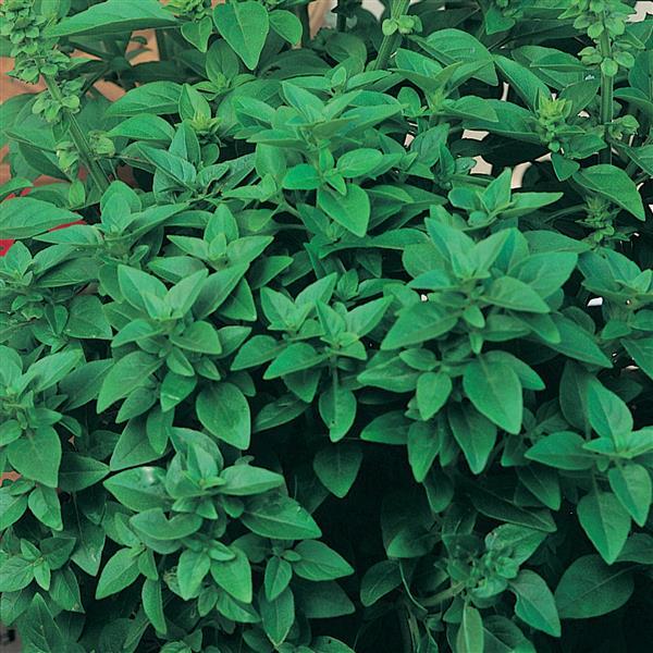 Basil Other Spicy Globe - Bloom