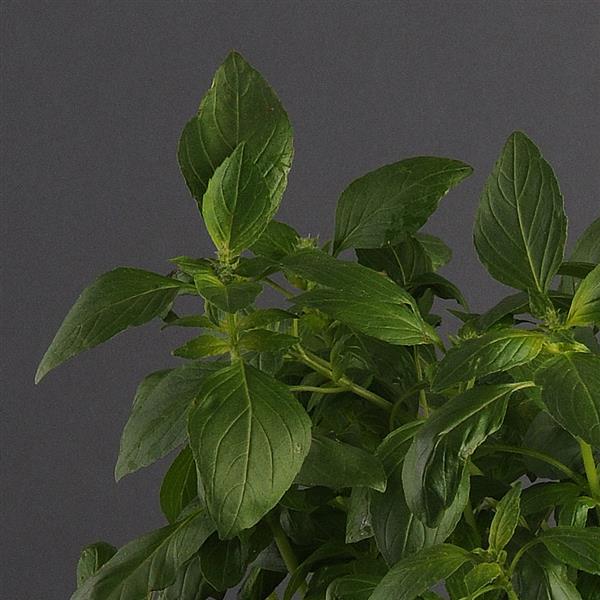 Basil Other Sweet Dani Lemon - Bloom