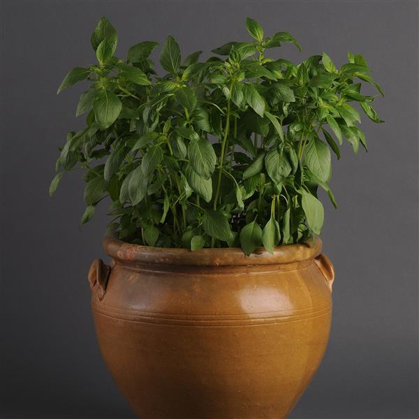 Basil Other Sweet Dani Lemon - Container
