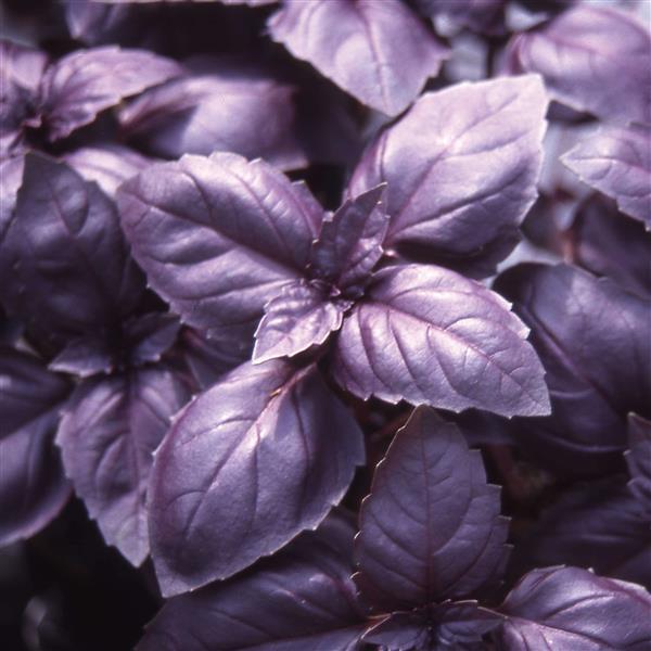 Basil Other Red Rubin - Bloom