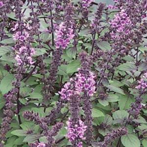 Basil Magic Mountain - Bloom