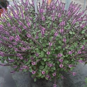 Basil Other Magic Mountain - Container