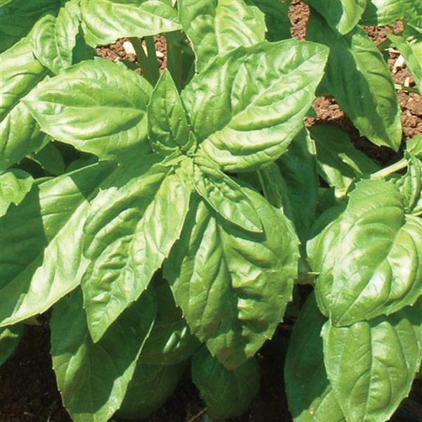 Basil Other Sweet Nufar - Bloom