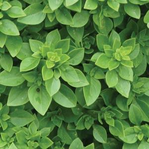 Basil Boxwood - Bloom
