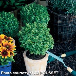Basil Other Boxwood - Container