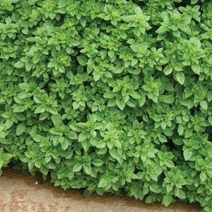 Basil Other Boxwood - Garden