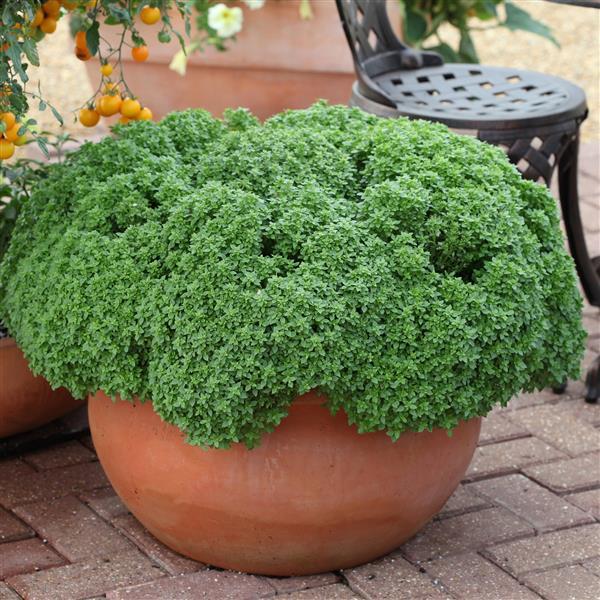 Basil Other Aristotle - Container