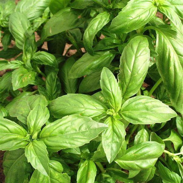 Basil Other Super Sweet Genovese - Bloom