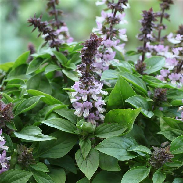Basil Floral Spires Lavender - Bloom
