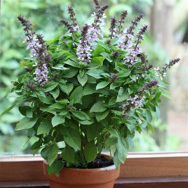 Basil Floral Spires Lavender - Container
