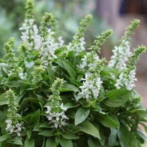 Basil Floral Spires White - Bloom