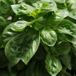 Basil BamBasil - Bloom