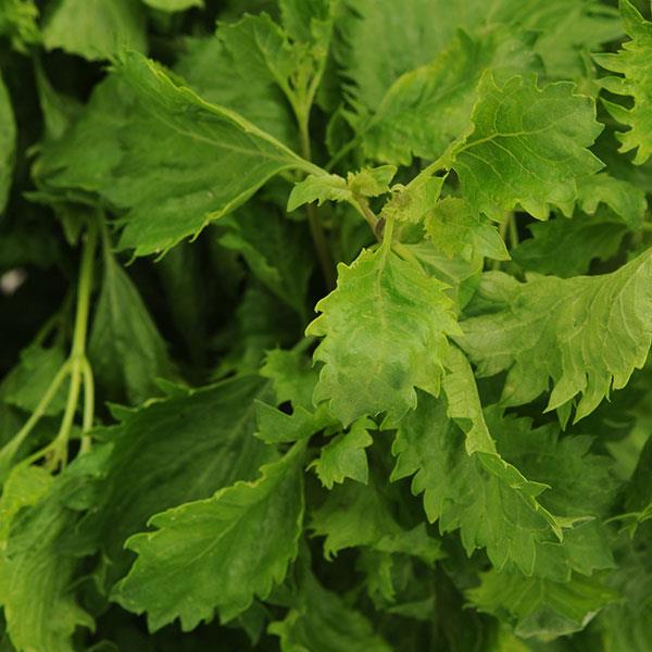 Basil Emerald Frills - Bloom