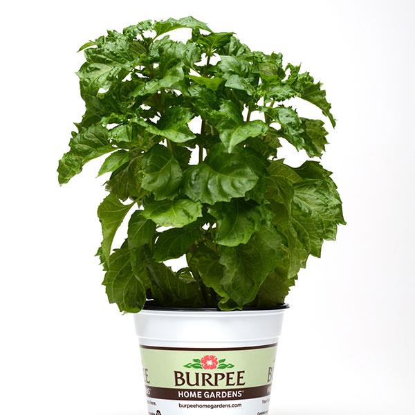 Basil Other Emerald Frills - Container