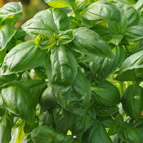 Basil Dolce Fresca - Bloom