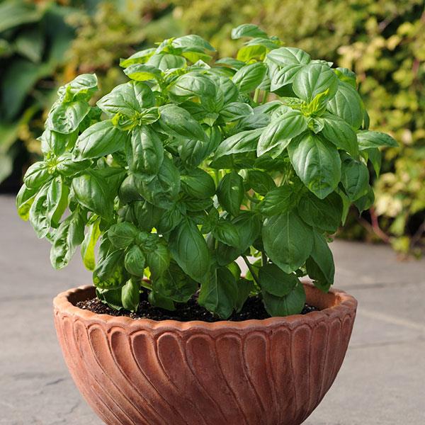 Basil Other Dolce Fresca - Container