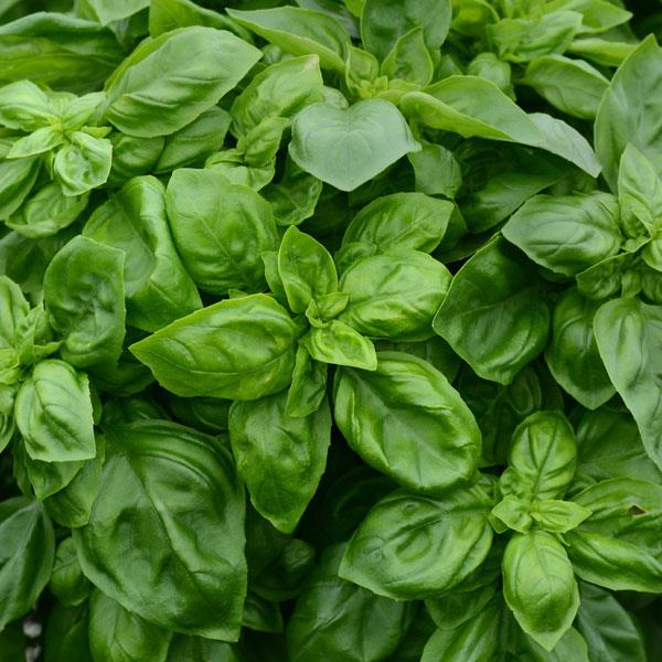 Basil Other Pesto Party - Bloom