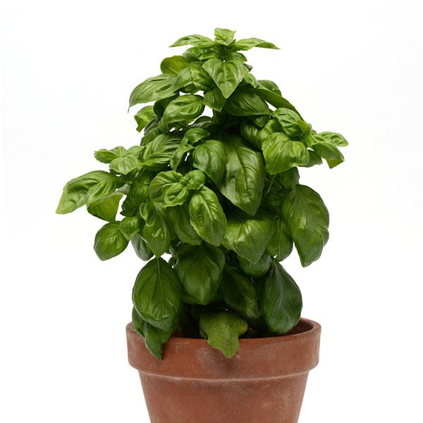 Basil Other Pesto Party - Container