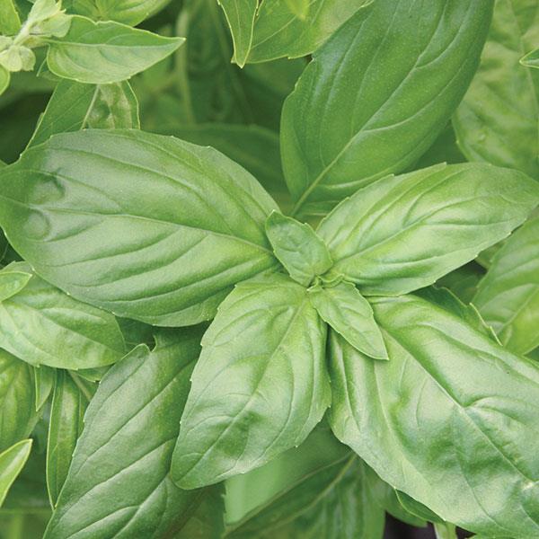Basil Italian Large Leaf - Bloom