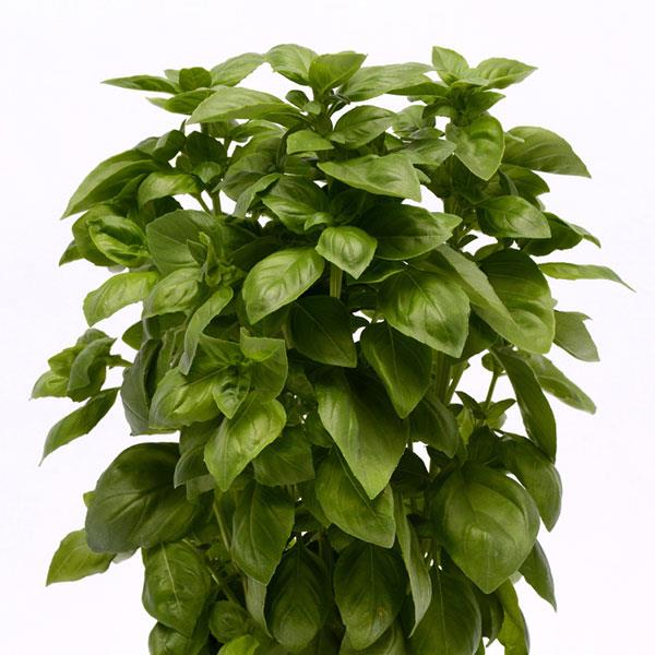 Basil Everleaf Genovese - Bloom
