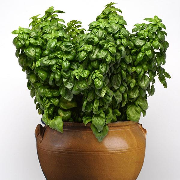 Basil Other Everleaf Genovese - Container