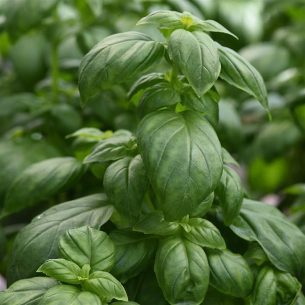 Basil Everleaf Emerald Towers - Bloom