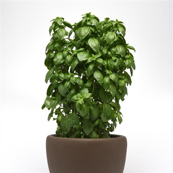 Basil Other Everleaf Emerald Towers - Container