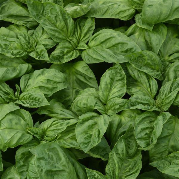 Basil Other Newton - Bloom