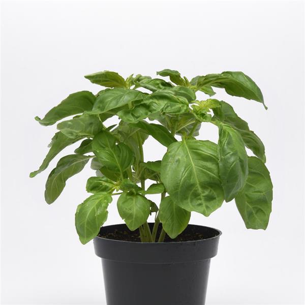 Basil Other Newton - Container