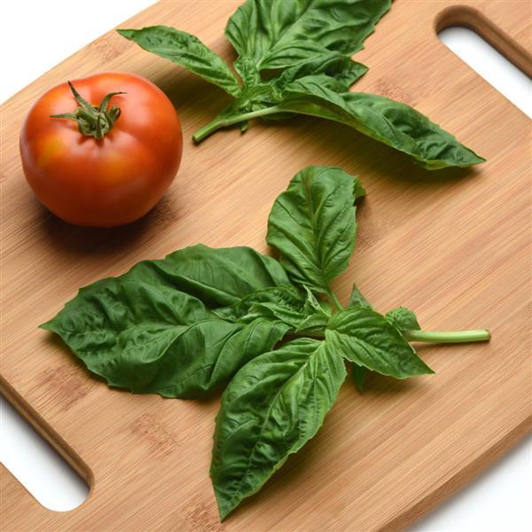 Basil Other Newton - Displays
