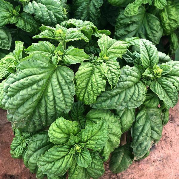 Basil Other Sweet Mammoth Ruffled - Bloom