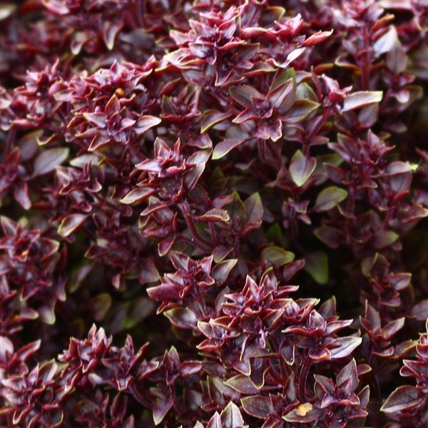 Basil Other Purple Ball - Bloom