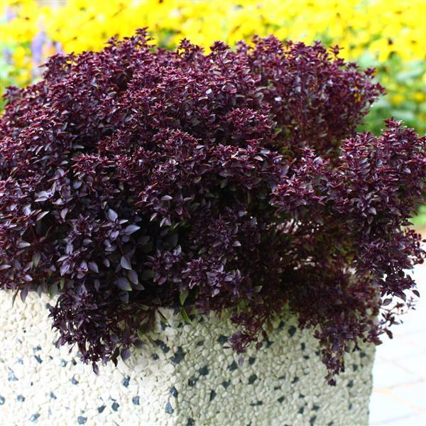 Basil Other Purple Ball - Container