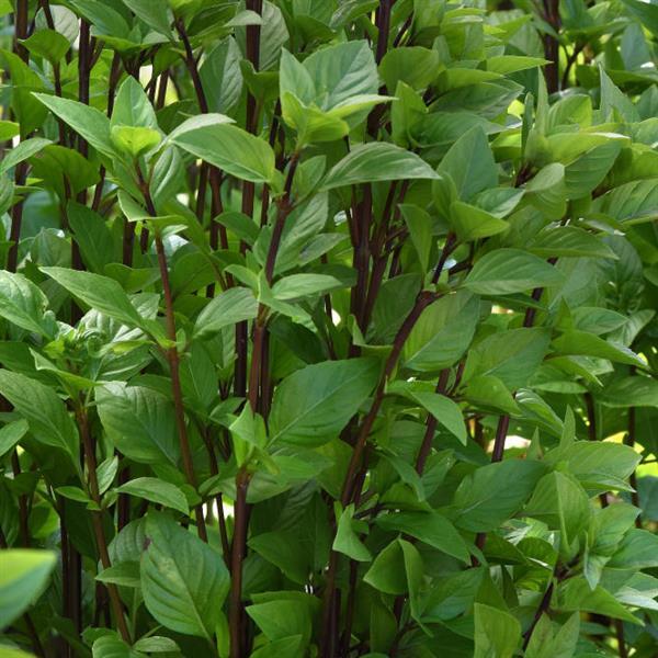 Basil Everleaf Thai Towers - Bloom