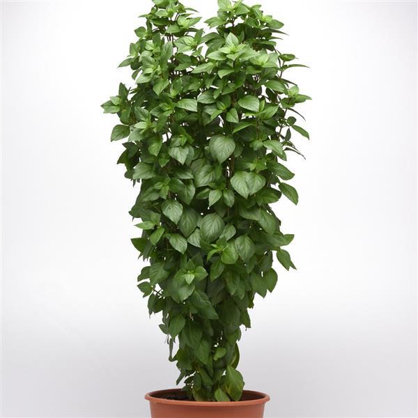 Basil Other Everleaf Thai Towers - Container