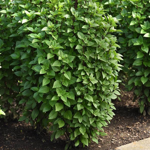 Basil Other Everleaf Thai Towers - Garden