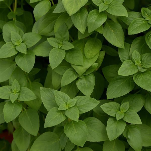 Basil Everleaf Lemon - Bloom