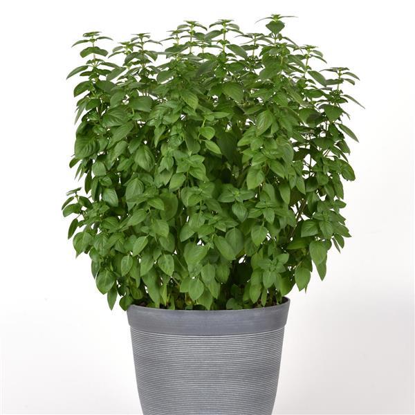 Basil Other Everleaf Lemon - Container