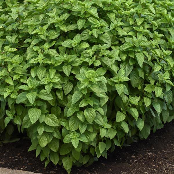 Basil Other Everleaf Lemon - Garden