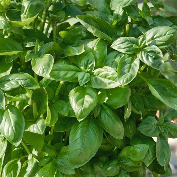 Basil Piedmont - Bloom
